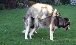狗狗性交视频