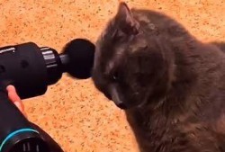 动物搞笑视频,动物界的喜剧之王