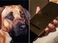 狗狗性交视频
