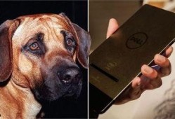 狗狗性交视频