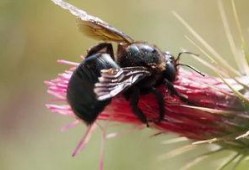 昆虫视频,微观视角下的奇妙生命之旅