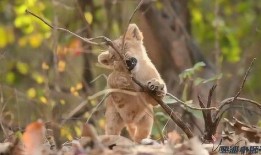 小动物视频,捕捉小动物视频的温馨瞬间