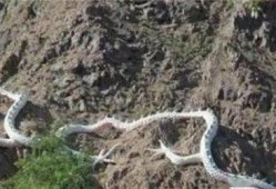 世界上有龙吗真实视频,探寻世界龙的存在之谜