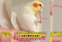 鹦鹉唱歌视频,人鸟共舞的和谐旋律