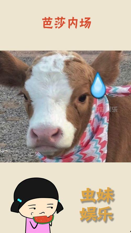 娱乐吃瓜酱笑声,揭秘“娱乐吃瓜酱”的爆笑瞬间